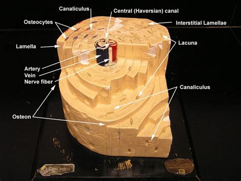 45 best anatomy lab images on Pinterest | Bones, Lab and Anatomy
