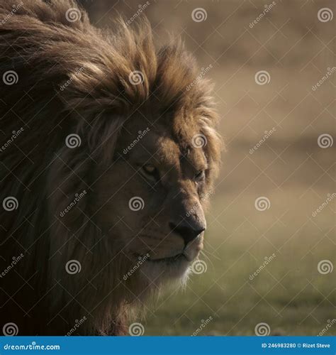 Lion Roaming In Daylight Stock Photo Image Of Lion 246983280