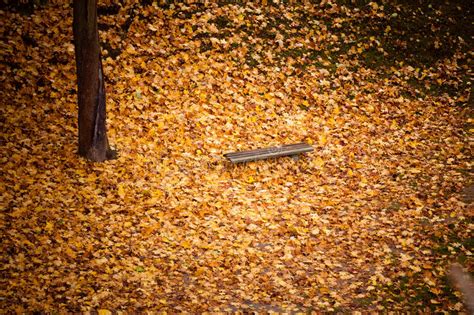 Autumn Fall Scenery Bench And Leaves In City Park Stock Photo Image