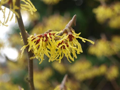 Witch Hazel Guide Winter Flowering Shrubs New England Today