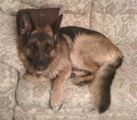 While the german shepherd is highly intelligent and trains fairly easily, they are no picnic for novice owners. More German Shepherd Puppies and Dogs that have found new ...