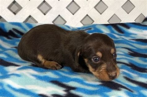 Only roughly 30 percent of residents of illinois own a dog, but that doesn't mean you can't take your favorite pup for a trip there! Southern Dachshunds - Dachshund Puppies For Sale - Born on ...