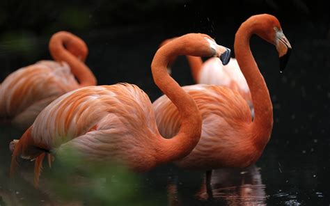Download Wallpapers Pink Flamingos Lake Beautiful Birds Wildlife