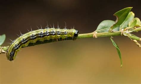 Box Tree Caterpillar 974300 Greenart