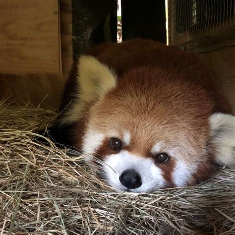 Panda Updates Wednesday October 30 Zoo Atlanta