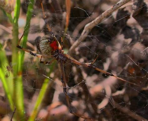 Latrodectus Geometricus Bugguidenet