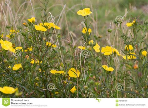 Wild Yellow Herbs Bloomed In Spring Time Stock Photo Image Of Bloom