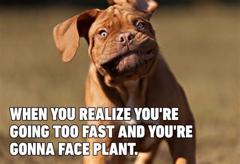 Funny Dog Memes That Are Sure To Make You Smile Readers Digest