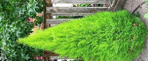 Plant monterey cypress 'goldcrest' in a sunny or partially shaded site for the brightest colour foliage. PlantFiles Pictures: Cupressus, Lemon Cypress, Monterey ...