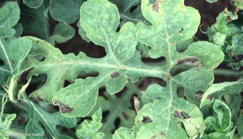 http://aggie-horticulture.tamu.edu/vegetable/watermelon/foliar-diseases/alternaria-leaf-spot/
