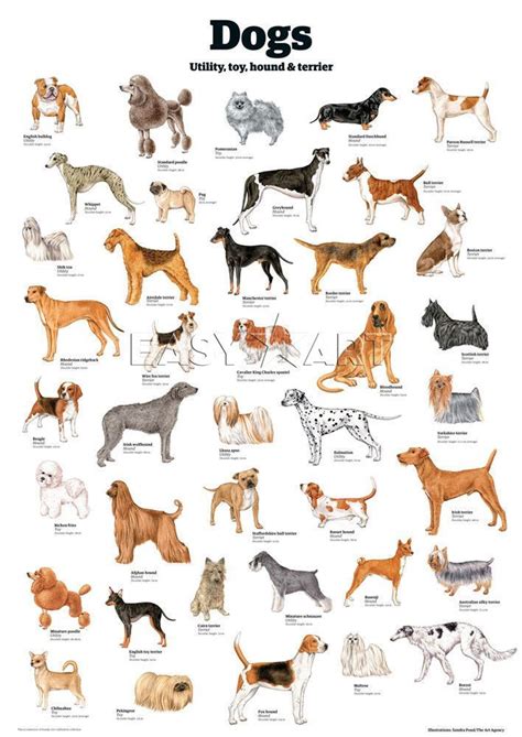 Dogs Utility Toy Hound And Terrier Guardian Wallchart Prints From