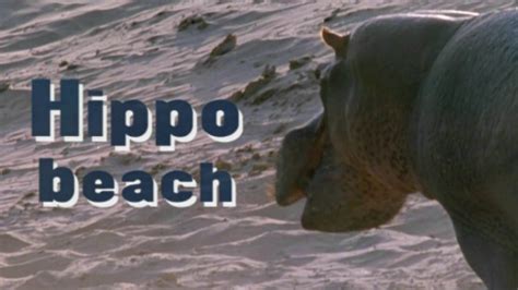 Hippo Beach Phil Chapman Sophie Cooper Justin Maguire Jennie