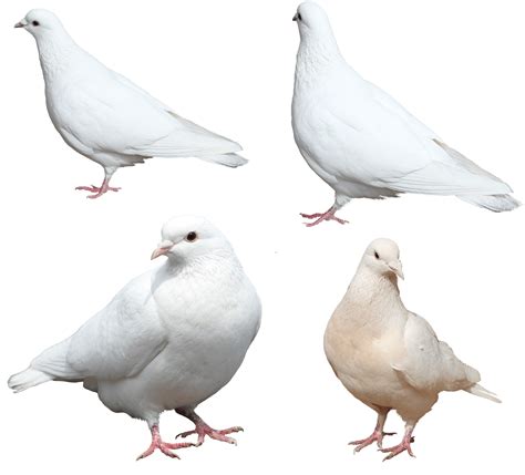 Download White Pigeons Png Image Hq Png Image Freepngimg