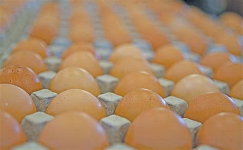 Accusations Of Price Gouging As Us Egg Profits Soar