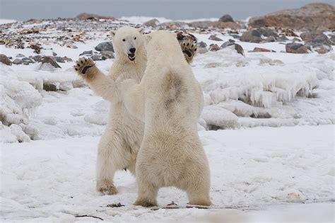 Polar Bears Dancing Sean Crane Photography