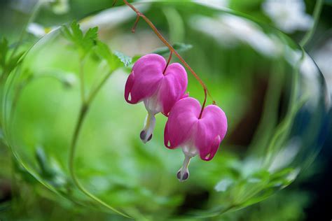 Two Bleeding Hearts Photograph By Diane Lindon Coy Pixels