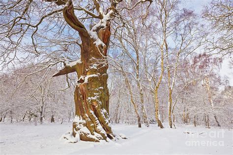 Gnarled Oak Tree In Fresh Snow Sherwood Forest Nottingham England