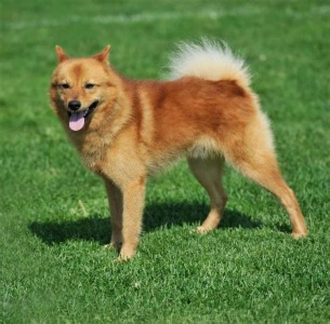 Finnish Spitz Temperament Personality Health And More