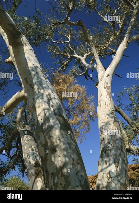 A Low Angle View Of A Eucalyptus Tree Northern Territory Australia