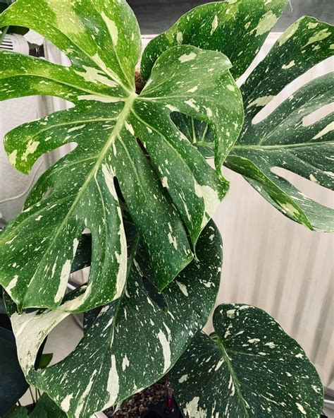 It is one of the few plants that grow well in. LARGE - Monstera deliciosa variegata - Thai Constellation ...