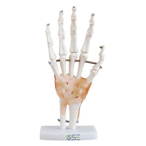 Hand And Wrist Skeleton Model Manufacturer Hand And Wrist Skeleton Model Suppliers Hand And