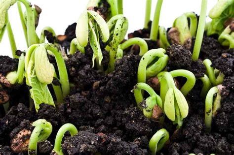 How To Germinate Seeds In A Mason Jar Indoor Gardening Tools