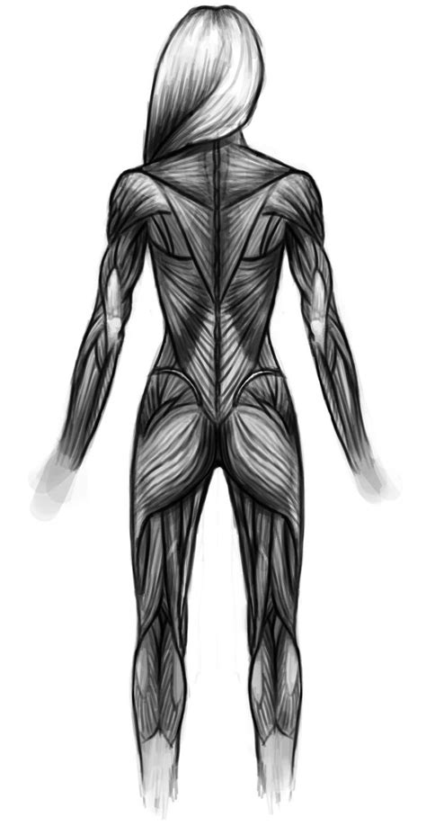 Muscle Drawing Back Side Human Figure Drawing Female Anatomy