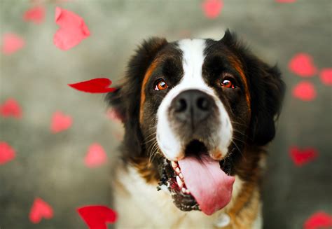National Love Your Pet Day Allivet Pet Care Blog