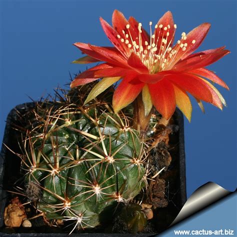 Areoles are circular clusters of spines on a cactus. Lobivia corbula