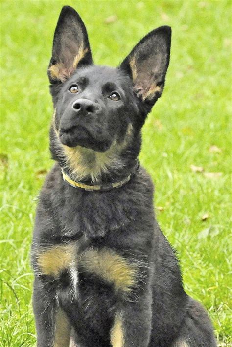 Purebred Short Haired German Shepherd Puppy - These Will Be the 10 Biggest Hair Trends of 2020