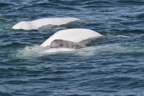 Life Is Love The St Lawrence Estuary Beluga Whales Nancy Windheart
