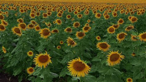 Aerial View Of Sunflowers Field Flight Over Stock Footage Sbv