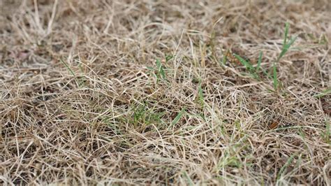 Does Grass Die In Winter How To Tell