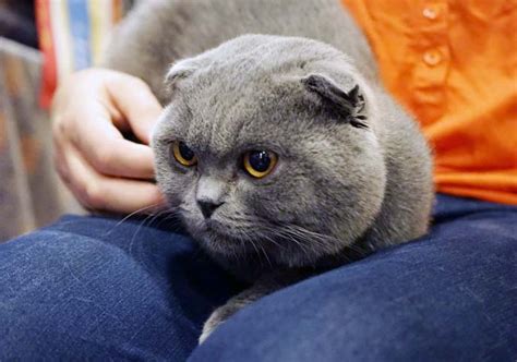 Cutest Scottish Fold Cat In The World Basil Farrow Cute Cats Ever