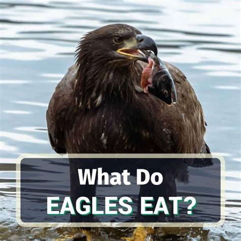 What Do Eagles Really Eat Complete List And Detailed Explanation