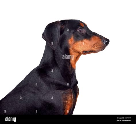Six Months Old Puppy Of Doberman Stock Photo Alamy