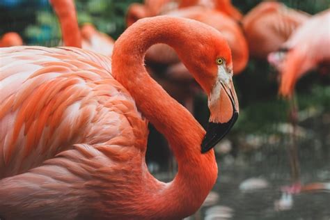 15 Whimsical Photographs Of Flamingos Light Stalking