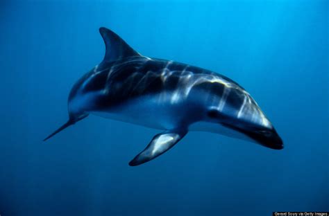 Celebrate National Dolphin Day With A Look At These Unique Dolphin Species Photos Huffpost