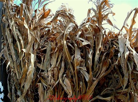 New and used items, cars, real estate, jobs, services, vacation rentals and more virtually anywhere in ontario. Decorative Corn Stalks | Always a hit at this time of the ...