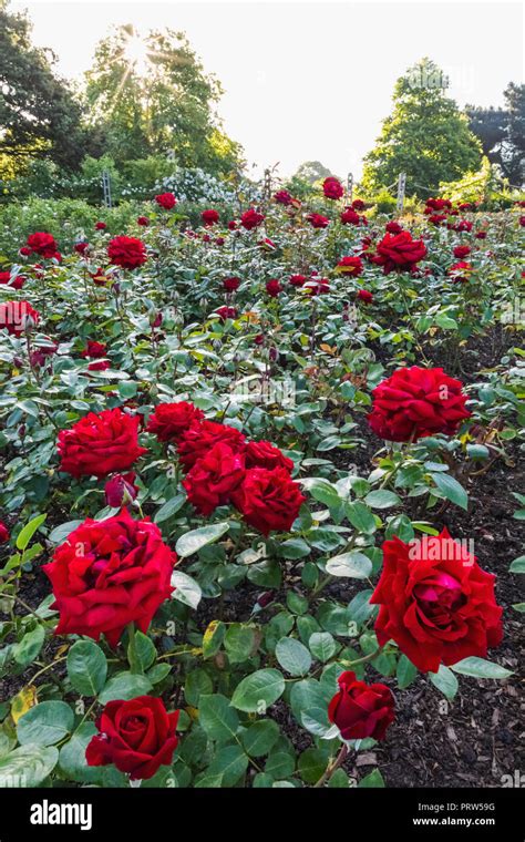 England London Regents Park Queen Marys Gardens Roses Stock Photo