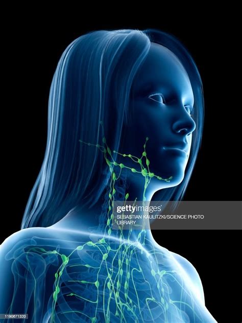 Neck Lymph Nodes Illustration High Res Vector Graphic Getty Images