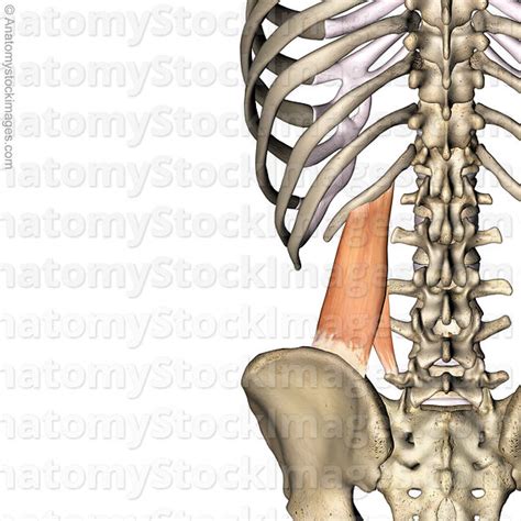 Anatomy Stock Images Torso Musculus Quadratus Lumborum Muscle Iliac