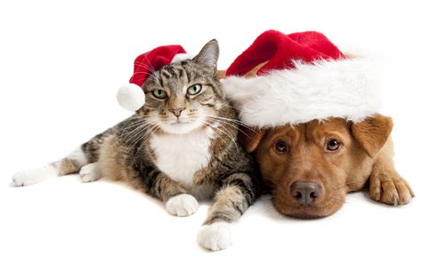 Funny Pictures Of Dogs And Cats At Christmas