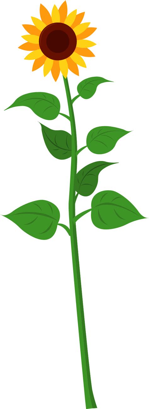 Download Sunflower Plants Of A Plant Transparent Png Download Seekpng