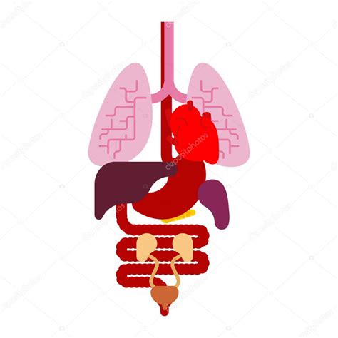 Rganos De Anatom A Humana Internos Sistemas De Cuerpo Y Rganos