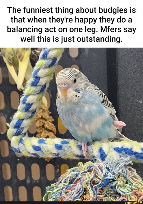 Budgies Memes Best Collection Of Funny Budgies Pictures On Ifunny