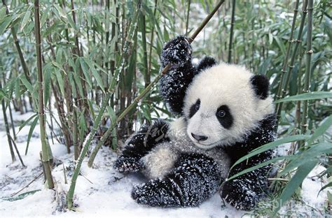 1000 Gấu Trúc Hình Ảnh Gấu Trúc Đẹp 3D Siêu Cute Dễ Thương Hài