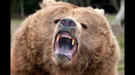 Grizzly Bear Is The Most Dangerous Animal In The Usa Grizzly Bear