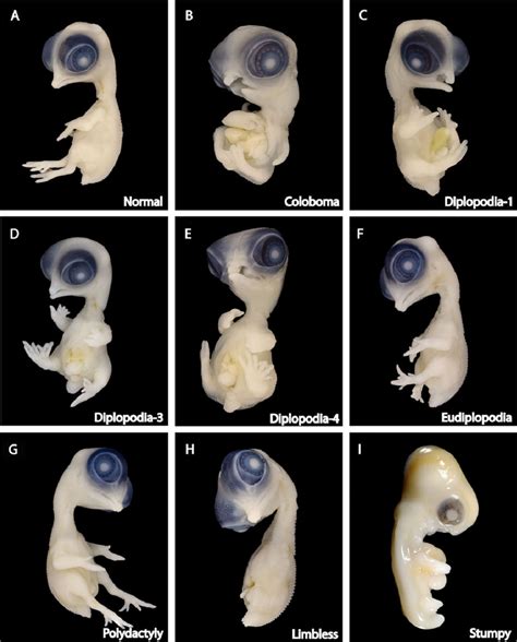 Phenotypes Of The Ucd Developmental Mutant Embryos At 10 Days Of