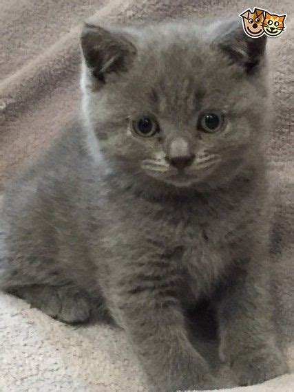 British Shorthairs Kittens Ripon North Yorkshire Pets4homes Big